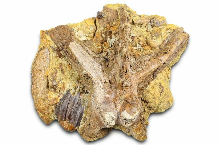 Sandstone with Hadrosaur Teeth, Tendons & Bones - Wyoming #377656